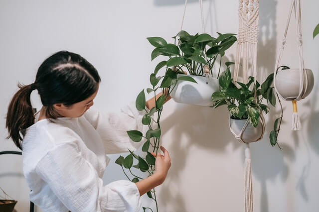 Scindapsus Aureum hanging basket