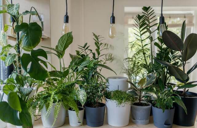 plants clustered together