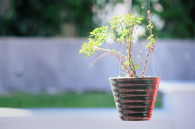 hanging plant receiving light