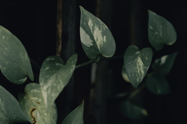 pothos (Scindapsus Aureum) leaves 