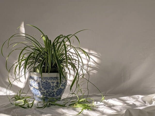 prune spider plant