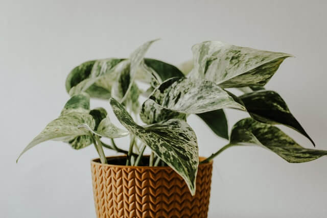 satin pothos- a good plant
