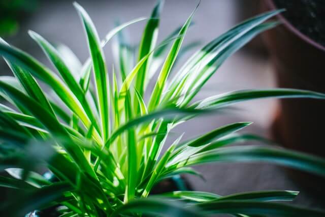 spider plant grown in light