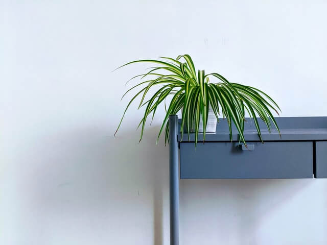 spider plant description