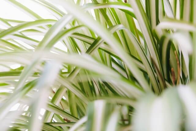 spider plant distinct pattern