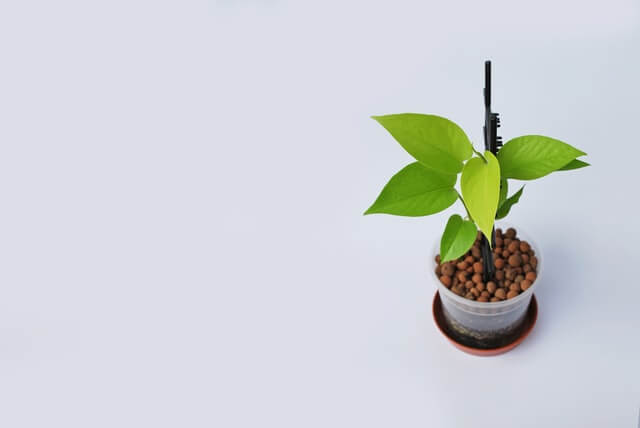 Scindapsus Aureum grown from a pot