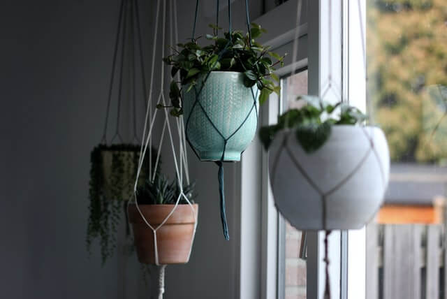 hanging plant on the wall