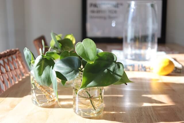 Devils ivy grown in water