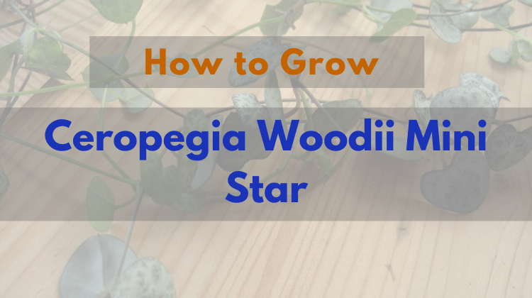 ceropegia woodii mini star