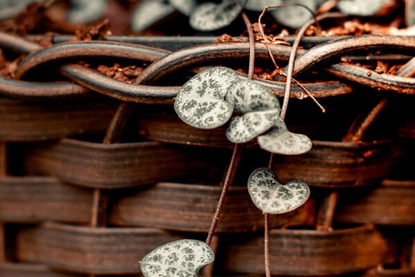 ceropegia woodii trailing foliages