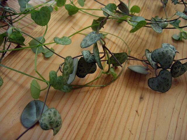 ceropegia woodii description