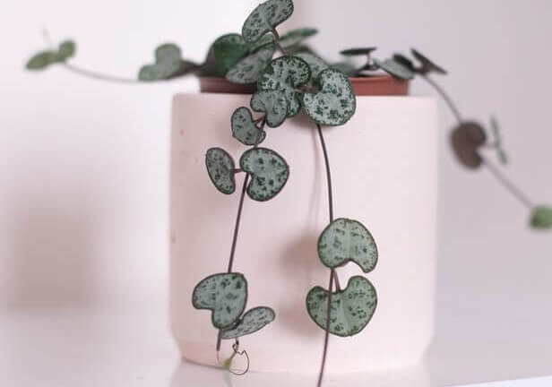 ceropegia woodii trailing