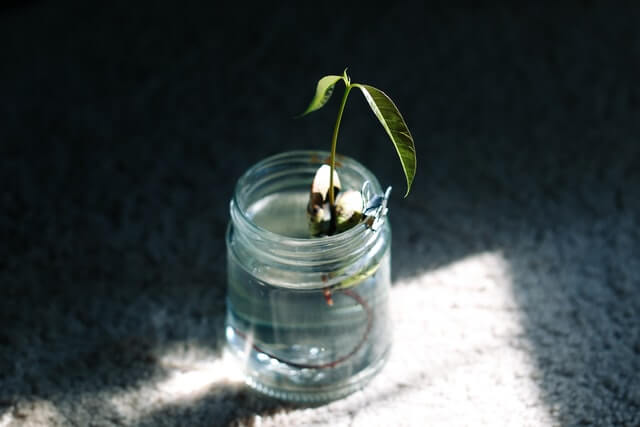 plant propagation