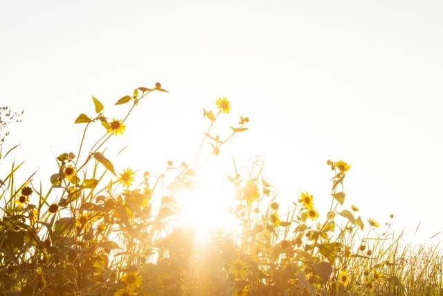 sunlight for plants
