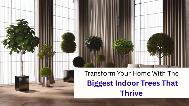 Transform Your Home With The Biggest Indoor Trees That Thrive