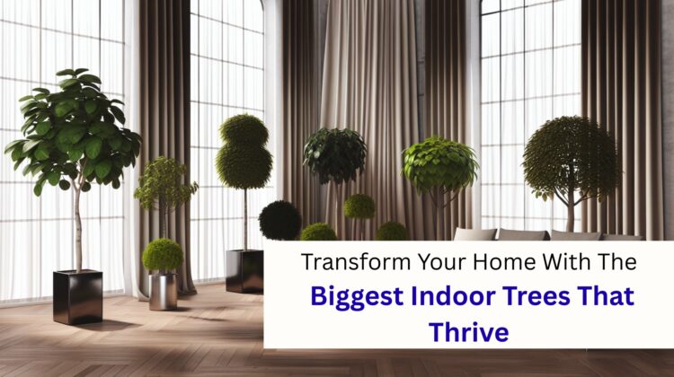 Transform Your Home With The Biggest Indoor Trees That Thrive