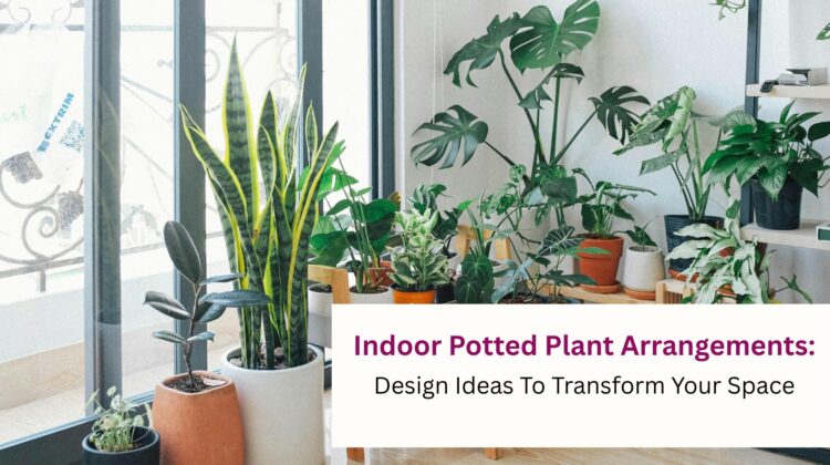 Indoor Potted Plant Arrangements