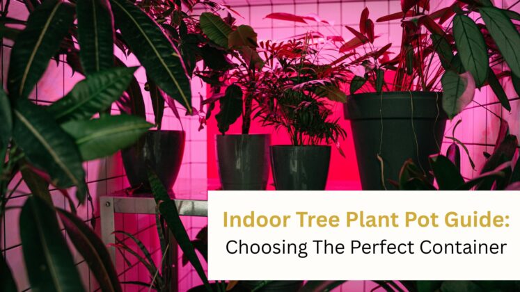 Indoor Tree Plant Pot Guide