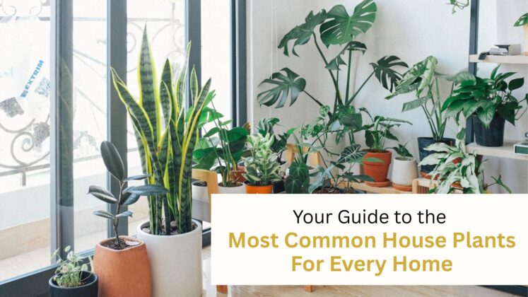 common house plants
