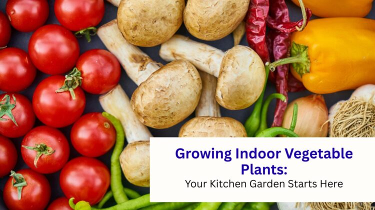growing Indoor vegetable Plants