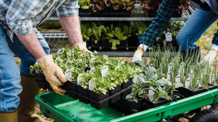 Vegetable plants choosing