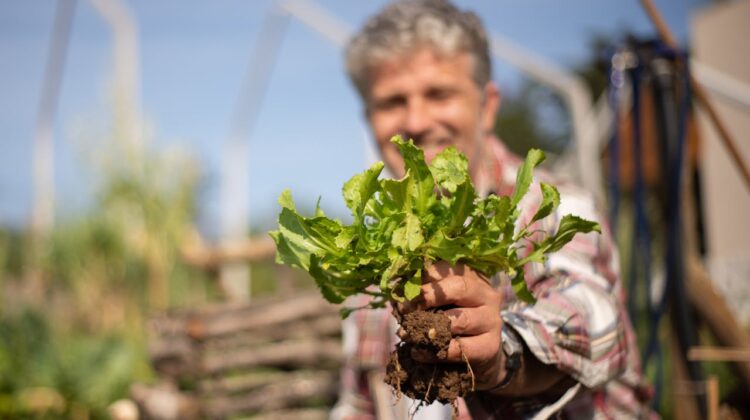Vegetables growing