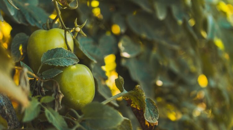 Vegetable plants light requirements 