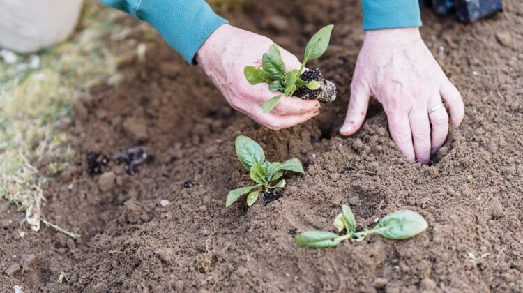 Vegetable plants soil and g