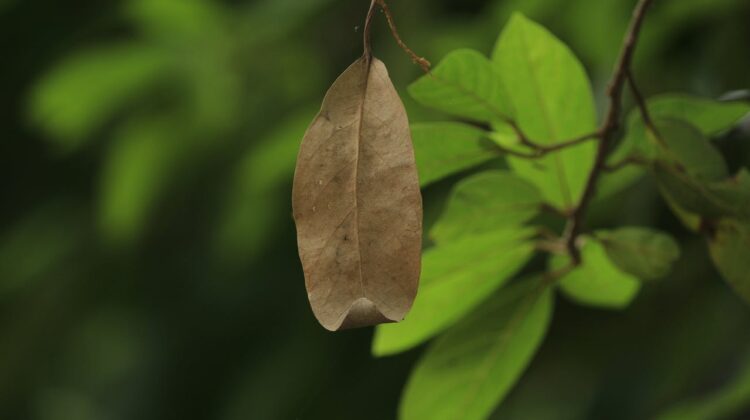 brown leaves