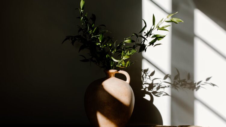 Low light plant