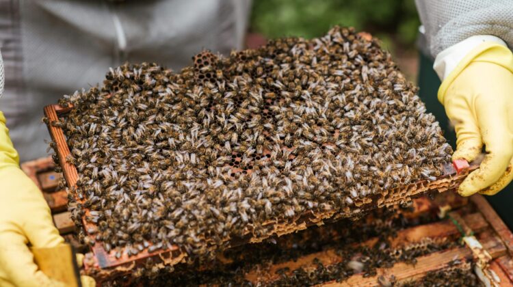 pest control for indoor plants