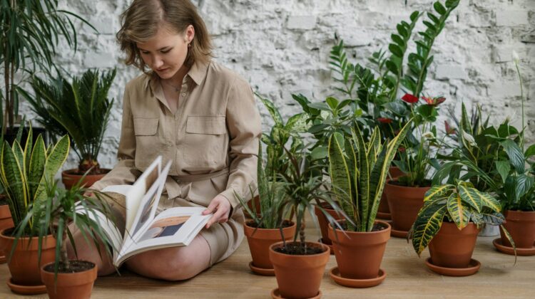indoor vegetable plant