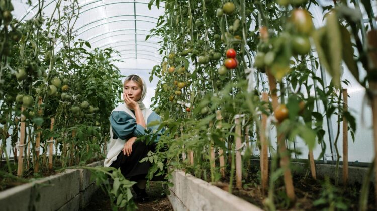 Growing Indoor Vegetables
