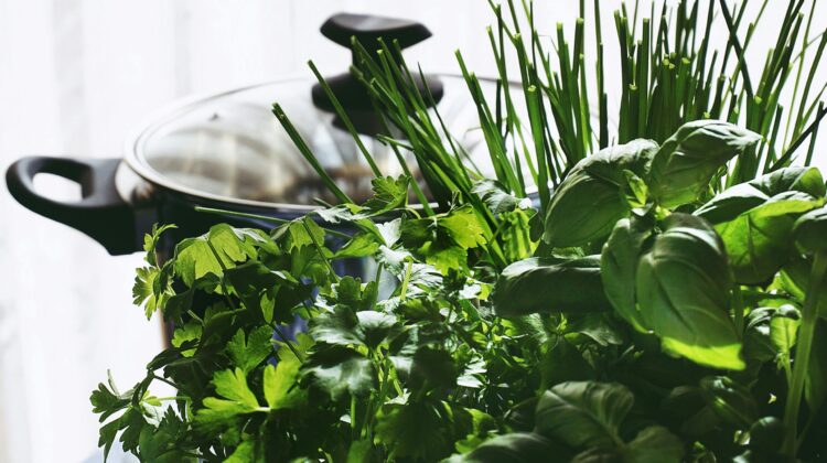 Indoor growing vegetables for cooking