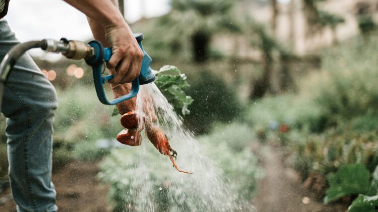 Washing Indoor vegetables