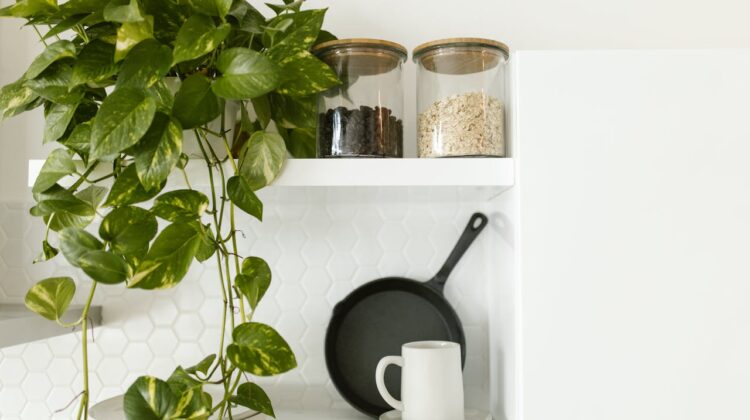 Pothos plant- house plant