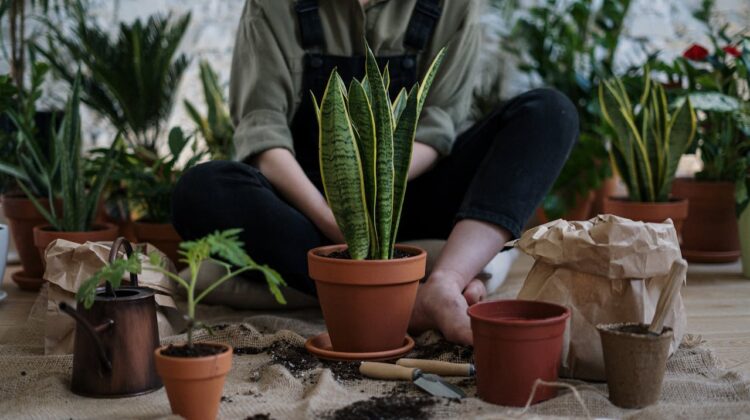 Soil for house plants