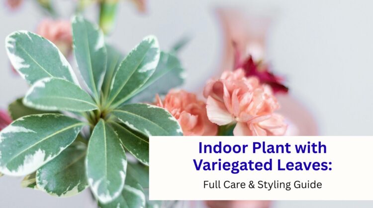 Indoor Plant Variegated Leaves