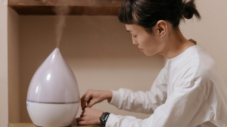 humidifier for indoor plant variegated leaves