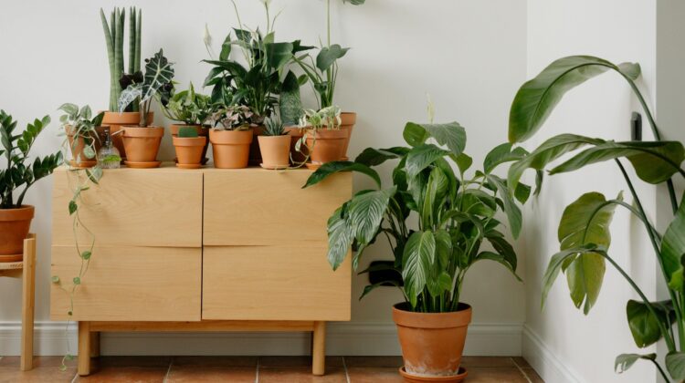 variegated indoor house plants