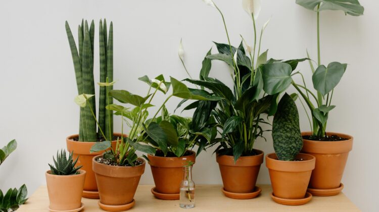 variegated indoor plants