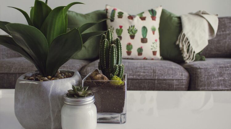 best indoor plants low light