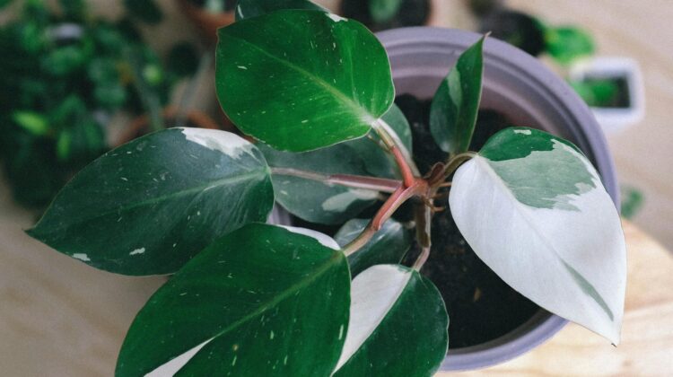 green white leaf plant