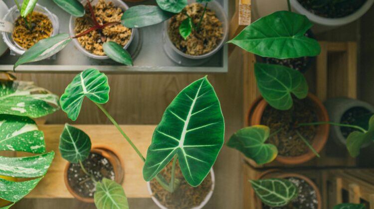 variegated indoor plants