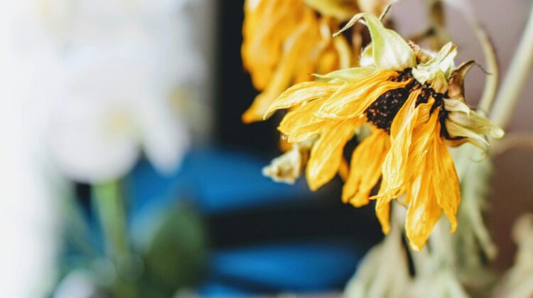 bright light houseplants problems