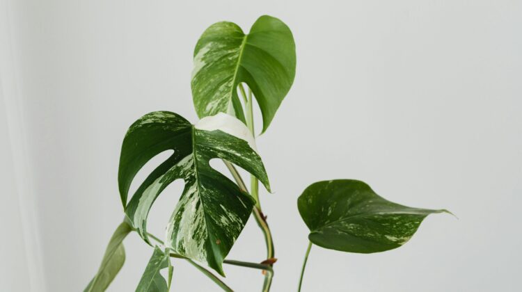 Stunning Green And White Plant Varieties For Every Home