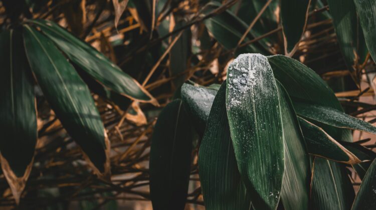 tropic snow green and white leaf house plants