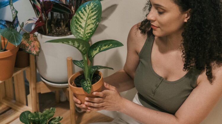 green and white leaf house plants