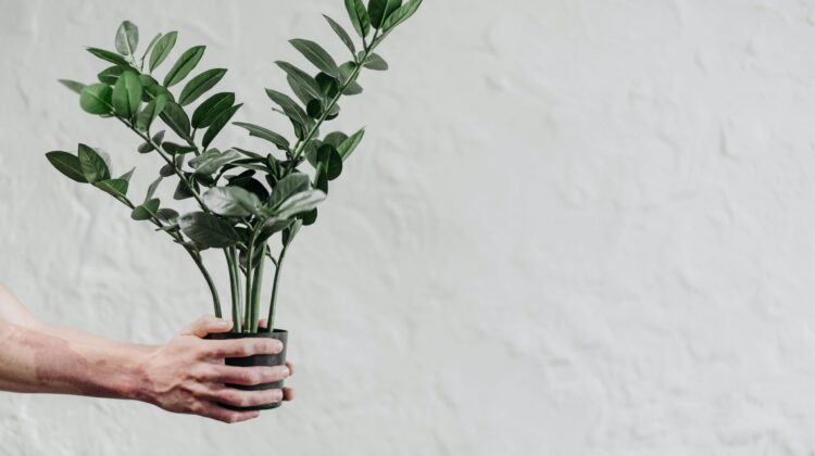 low light houseplants