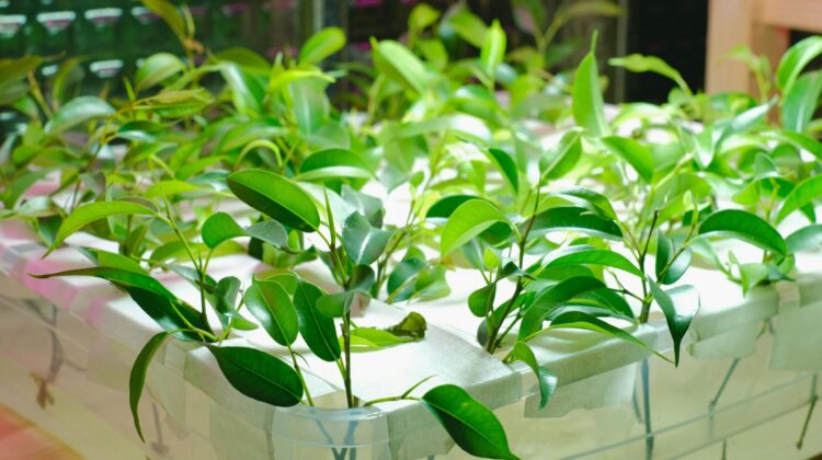 indoor plant variegated leaves